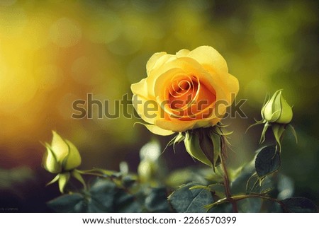 single yellow rose. blured background.