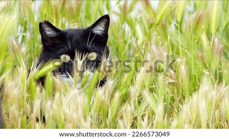 Sweet Mammal Animal Pet Cute Cat Photo