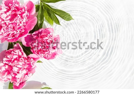 Flowers pink peonies floating stains from a drop on the water. Top view, flat lay.