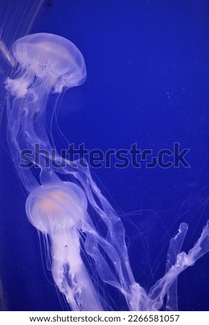 Beautiful Picture of Two Jellyfish