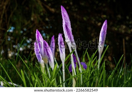 View of blooming crocuses in a clearing in the morning light. Close-up of beautiful blooming crocuses in spring. 