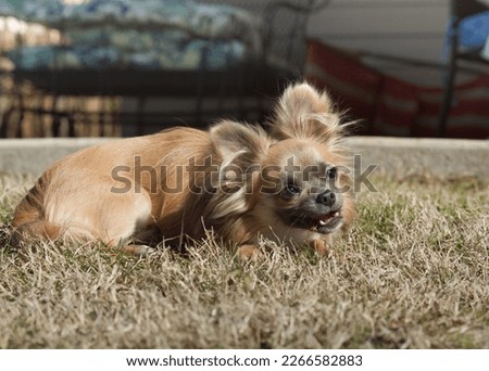 Blue Fawn Long-Haired Chihuahua Laying in the Grass Chewing on a Stick