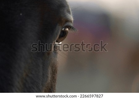 Horse eye detail close-up banner with beautiful bokeh in the background 