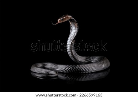 Javanese cobra snake isolated on black background, snake habitat in Java Indonesia, Naja sputatrix Royalty-Free Stock Photo #2266599163
