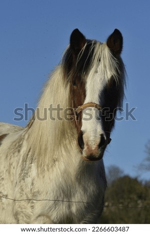 Portrait of a paint horse in a field