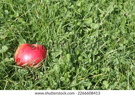 a red ripe apple lies on a green meadow in the grass