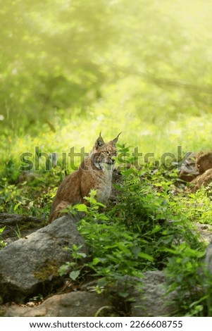 Eurasian lynx, Lynx lynx is a medium sized cat sitting behind rocks and green plants. Vertical photo with wild animal, animal protection.