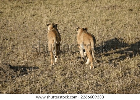 Lion in savannah in Kenya