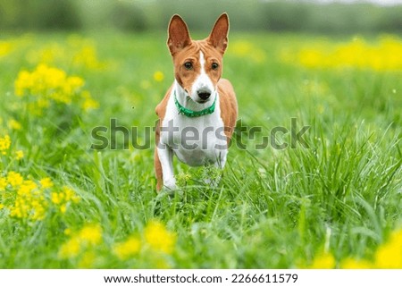 Red basenji puppy walks across the field through green grass and yellow flowers Royalty-Free Stock Photo #2266611579