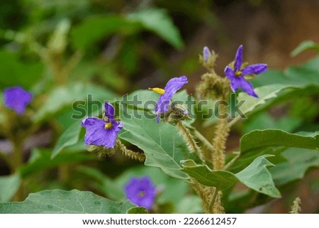Potato tree plant, rare and with medicinal properties. (Solanum wrightii benth, Solanaceae family). Here a flowering plant at the edge of the Amazon rainforest near Manaus, Brazil.