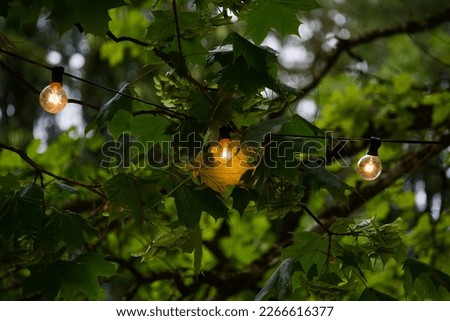 Yellow Chinese lantern in garden on summer evening. Light in woods. Backyard party. Festive decoration on backyard patio. Home party. Happy celebration. Night. Lantern light. Yellow solar bulb. Branch