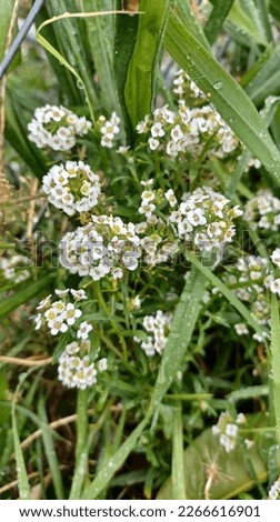 A picture of white flowers.