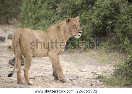 Wild adult lioness mother