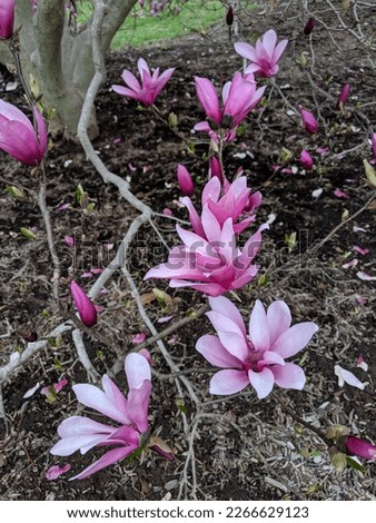 A close-up of pink magnolia flowers 