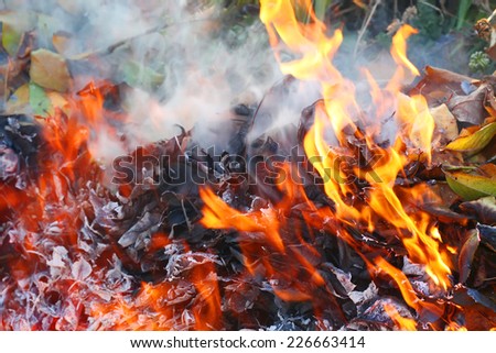Forest fire close up