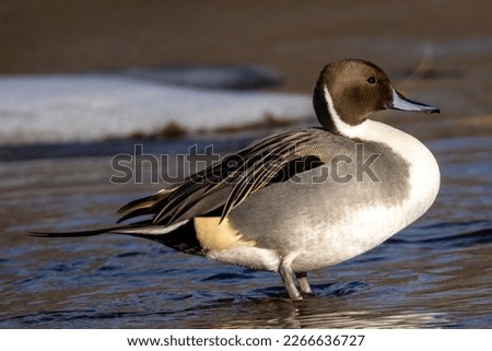 Drake northern pintail duck standing in river lit by evening sun