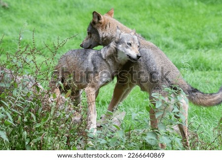 A picture of two wolves at Longleat England