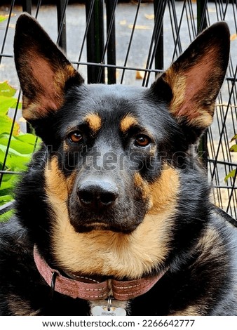 Black and brown german shepherd dog up close head shot, with pink collar in portrait mode.