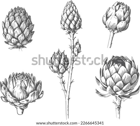 Ink black and white sketch of artichoke. Isolated on white background. Hand drawn vector illustration. Retro style Royalty-Free Stock Photo #2266645341
