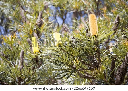 Banksia attenuata, or candlestick , slender banksia or biara as known by the Noongar aboriginal people, is a species of plant in the family Proteaceae grows as a tree with long narrow serrated leaves.