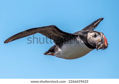 Atlantic Puffin carrying sand eels back to its nest in a remote area of Iceland