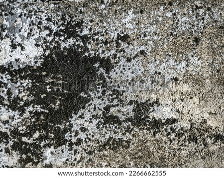 Highly Detailed Wood Texture or Background Stock Photo for Creative Professionals.