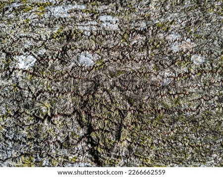 Highly Detailed Wood Texture or Background Stock Photo for Creative Professionals.