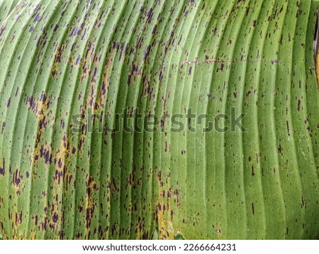 Banana Leaf Texture: High-Quality Background Stock Photos for Creative Professionals.
