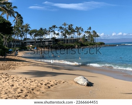 In this captivating photograph, the natural beauty of Maui beast is on full display. The picture captures a breathtaking scene with trees, sand and a Monk Seal.