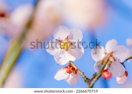 White plum blossoms blooming in the blue sky, Japanese natural scenery Royalty-Free Stock Photo #2266670719