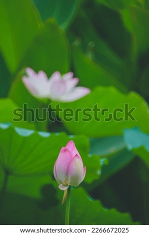 the Lotus flower and Lotus flower plants