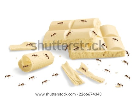 A picture of white chocolate on a white background with a lot of red ants. clinging to sugar lumps Suitable for use in advertising media, food, educational media and insects.