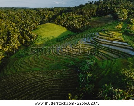 Rice terraces with tropical forest and morning sunlight. Countryside with fields in Bali island. Aerial view Royalty-Free Stock Photo #2266682373