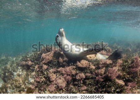 
Sea lion enjoying flower bed. Sea lions of Australia, Western Australia. Pictures were taken at Cervantes.