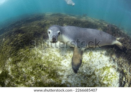 Sea lion of Australia, Western Australia. Youngsters are curious. Pictures were taken at Cervantes.
