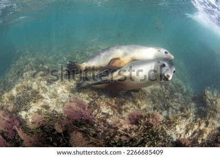 
Sea lions of Australia, Western Australia, siblings at play.  Pictures were taken at Cervantes.