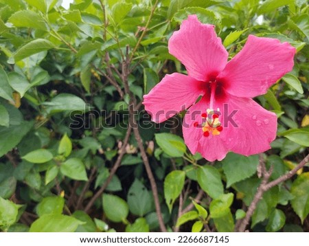 pink flower. The name is Bunga sepatu or Hibiscus rosa sinensis or Red Hibiscus flowers or Chinese hibiscus or China rose or Hawaiian hibiscus or rose mallow or shoeblack plant

