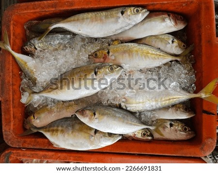 Pictures of fresh fishes being sold in a wet market.