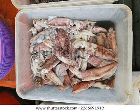 Pictures of fresh squid being sold in a wet market.