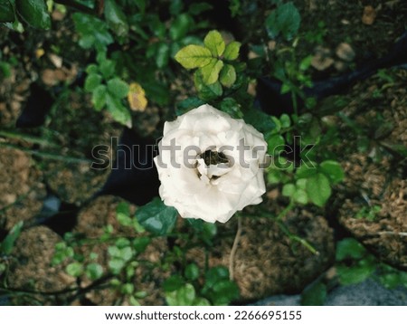Close-up photo of white rose, great for backgrounds