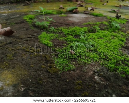 moss growing on the cement floor