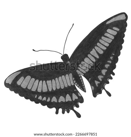 Hand Drawn Black and White Butterfly Isolated on White Background. Butterfly Illustration Drawn by Pencil. Hand Drawn Moth Clipart.