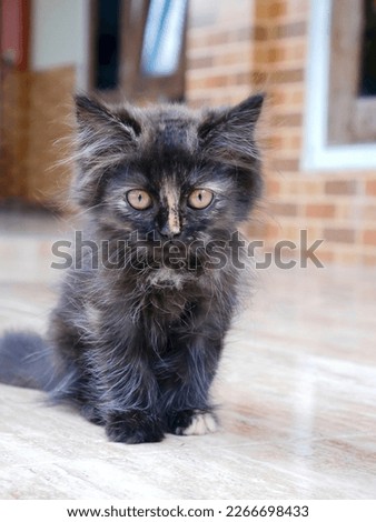 
A cute little cat with black and brown hair