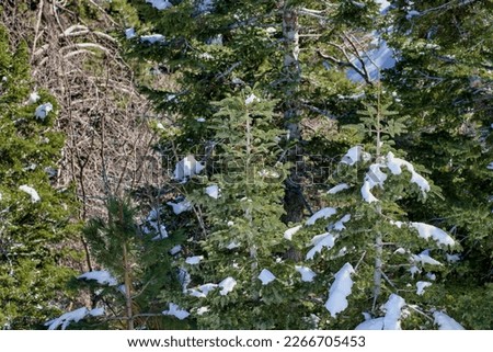 Pine trees covered by snow on mountain peaks. San Bernardino national forest mountains in southern California USA.