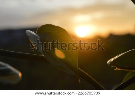 silhouette of Dark Shadow of plant leaves at Sunset