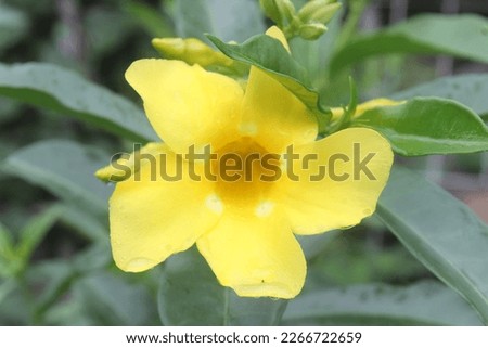 Yellow Flower in the garden