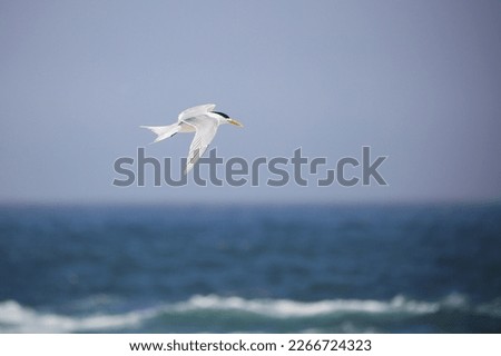 Swift tern in flight with open wing and blue background