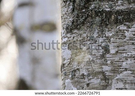 birch trunks abstract background russia