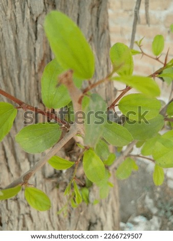 beautiful charming green tree branch leaves 