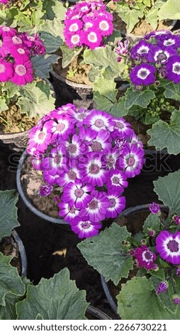 Floss flower Awesome Leilani blue ,purple or ageratum blue bouquet in green background

images